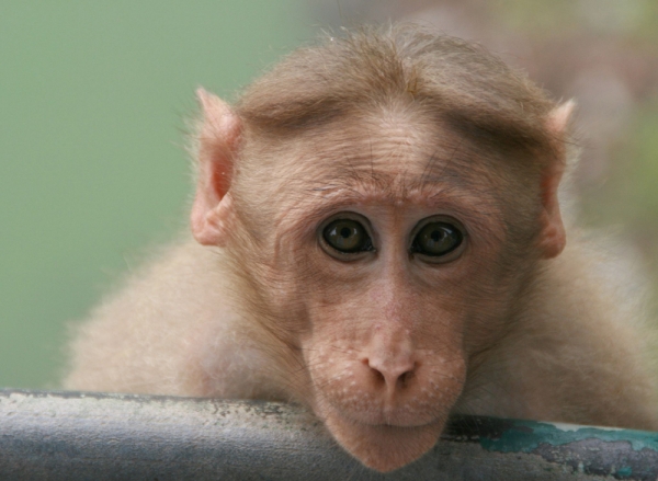 Creation of Monkeying around: Step 2